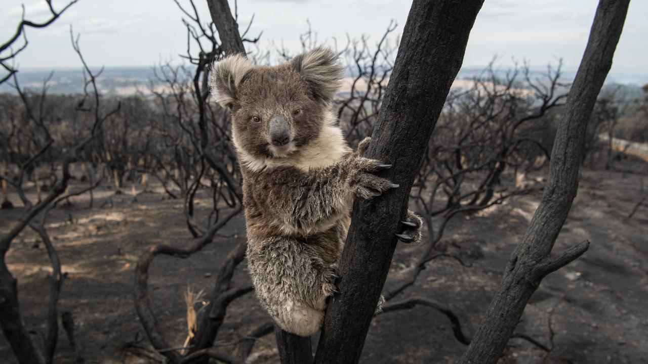 kangaroo island koala fire