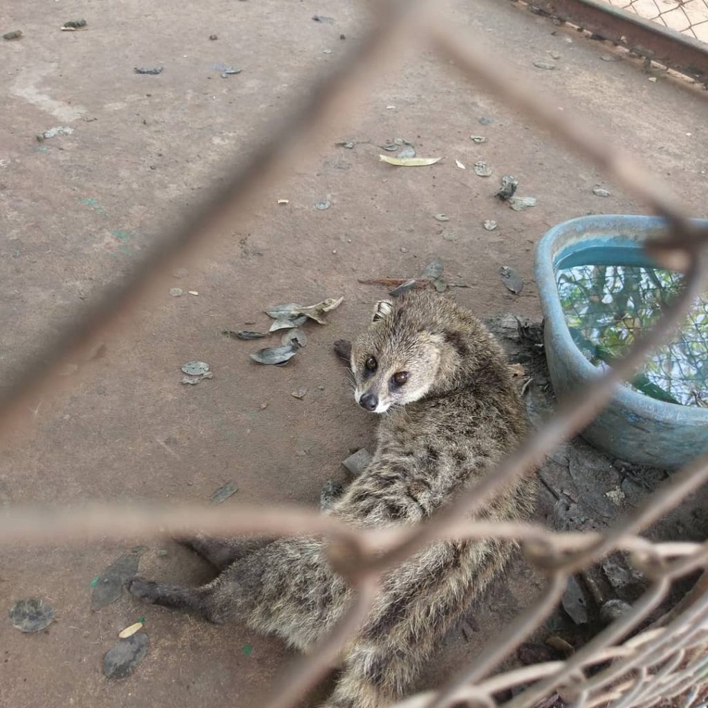 ban khok sa nga animal