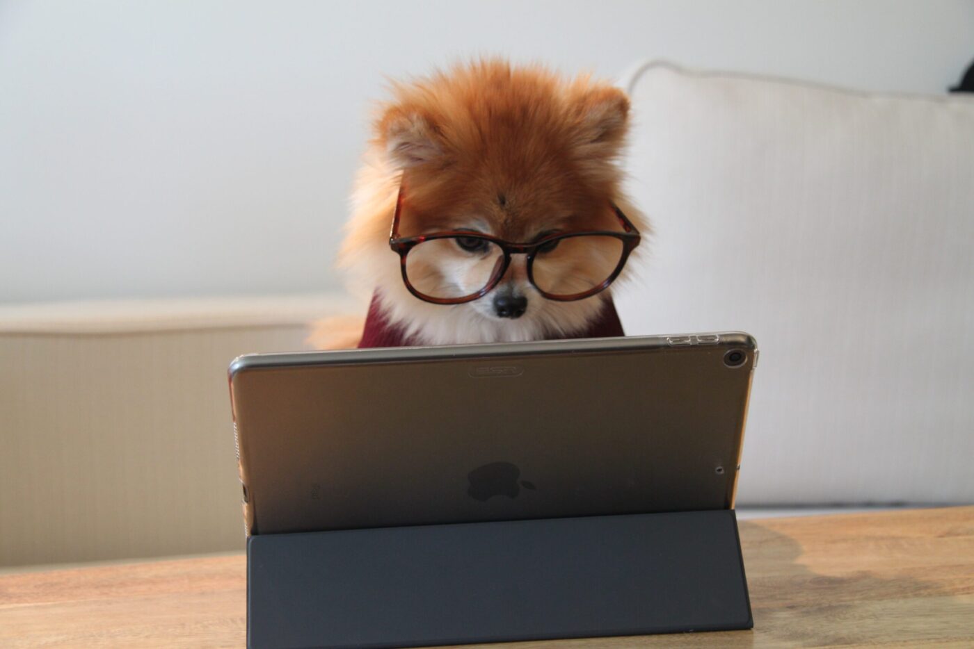 dog wearing glasses, with tablet